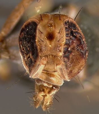 Media type: image;   Entomology 13325 Aspect: head frontal view